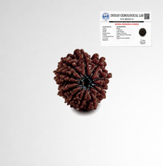 Original 12 Mukhi Rudraksha with Indian Gemological Lab certificate confirming natural twelve face bead