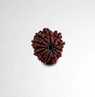 Close-up of natural 12 Mukhi Rudraksha bead showing twelve distinct natural lines