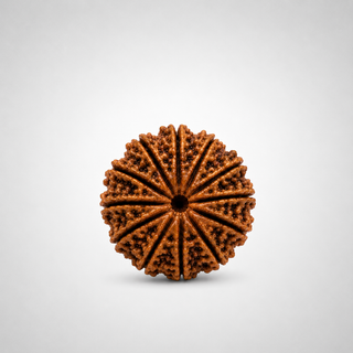 Polished 12 Mukhi Rudraksha bead showing twelve face lines clearly, ready to wear