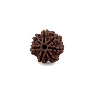 7 Mukhi Rudraksha [ANANG] – Original & Authentic Saat Mukhi Rudraksha | Certified Rudraksha