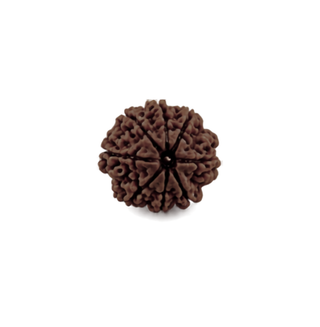 8 Mukhi Rudraksha – Original & Authentic Aath Mukhi Rudraksha | Certified Rudraksha