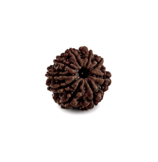 9 Mukhi Rudraksha – Original & Authentic Nau Mukhi Rudraksha | Certified Rudraksha