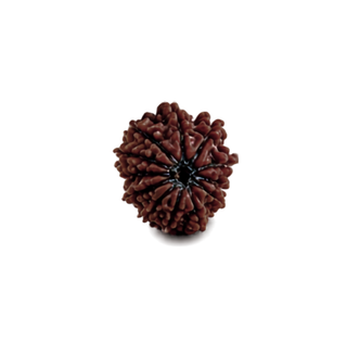 12 Mukhi Rudraksha – Original & Authentic Barah Mukhi Rudraksha | Certified Rudraksha