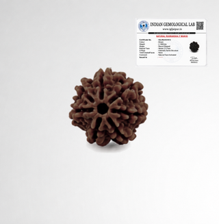 Original 7 Mukhi Rudraksha with Indian Gemological Lab certificate confirming natural seven face bead
