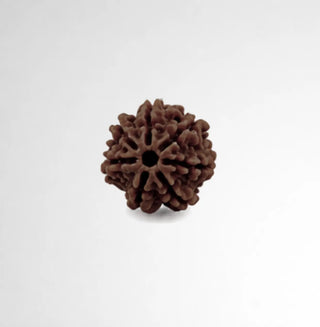 Close-up of natural 7 Mukhi Rudraksha bead showing seven distinct natural lines