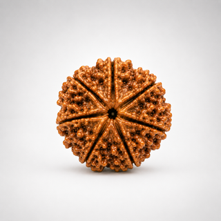 Polished 7 Mukhi Rudraksha bead showing seven face lines clearly, ready to wear