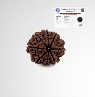 Original 8 Mukhi Rudraksha with Indian Gemological Lab certificate confirming natural eight face bead