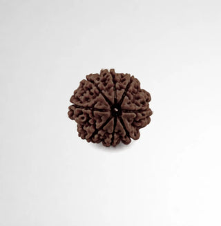 Close-up of natural 8 Mukhi Rudraksha bead showing eight distinct natural lines