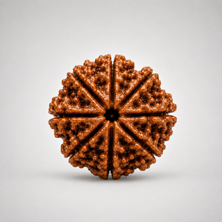 Polished 8 Mukhi Rudraksha bead showing eight face lines clearly, ready to wear