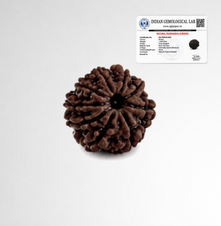 Original 9 Mukhi Rudraksha with Indian Gemological Lab certificate confirming natural nine face bead