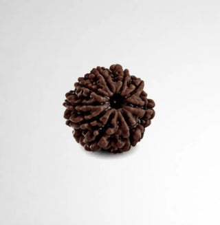 Close-up of natural 9 Mukhi Rudraksha bead showing nine distinct natural lines
