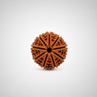 Polished 9 Mukhi Rudraksha bead showing nine face lines clearly, ready to wear