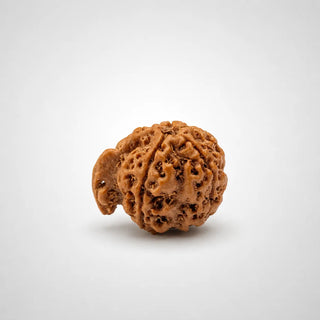 Ganesh Mukhi Rudraksha – Original & Authentic Ganesh Rudraksha | Certified Rudraksha
