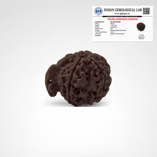 Original Ganesh Mukhi Rudraksha with Indian Gemological Lab certificate confirming natural, unshaped, untreated bead