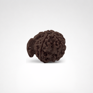 Close-up of natural Ganesh Mukhi Rudraksha bead showing authentic surface texture